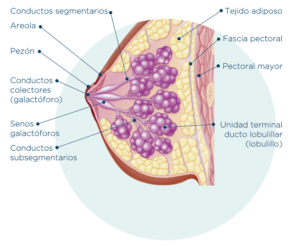 Anatomía de la mama